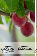 Q&As: Planting stone fruit near pipes