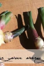 Grow your own antioxidant-rich ginger