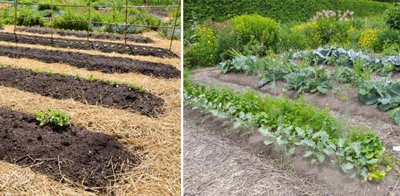 How to create a no-dig garden